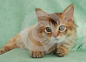 Chocolate Somali kitten resting