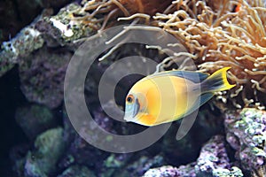 Chocolate surgeonfish photo