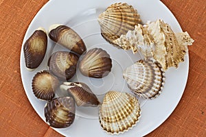 Chocolate sweets and seashells