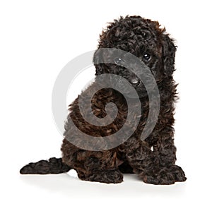 Chocolate toy poodle puppy