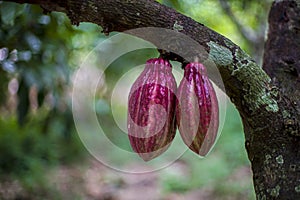 Chocolate tree, Theobroma cacao fruits