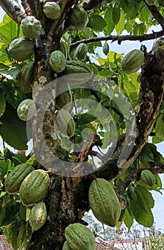 Chocolate trees bear abundant fruit photo