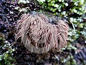 Chocolate Tube Slime Mold - Stemonitis sp.