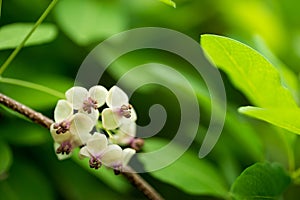 Chocolate vine flowers