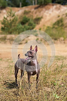 Chocolate white-breasted American Hairless Terrier dog standing against wild natural landscape