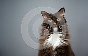 chocolate white LaPerm Cat portrait on gray background