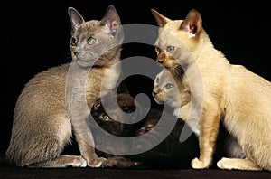 Chocolate Zibeline and Lilac Burmese Domestic Cat, Kittens against Black Background