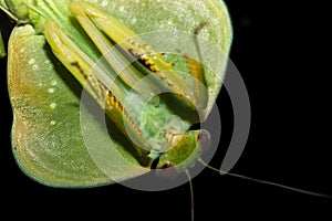 Choeradodis rhombicollis or hooded mantis