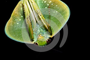 Choeradodis rhombicollis or hooded mantis