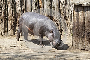 Choeropsis liberiensis - Liberian hippopotamus in a wooden corral