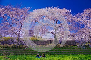 Chofu, cherry blossoms blooming in Nogawa