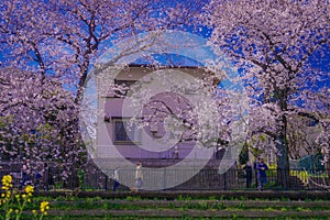 Chofu, cherry blossoms blooming in Nogawa