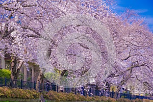 Chofu, cherry blossoms blooming in Nogawa