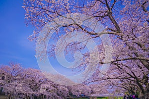 Chofu, cherry blossoms blooming in Nogawa