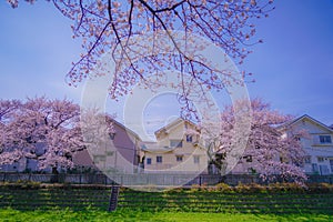 Chofu, cherry blossoms blooming in Nogawa