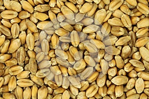 Choicest grains of wheat background
