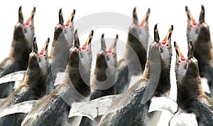 Choir of penguins photo