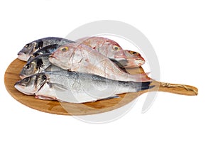 Choise of fresh fish