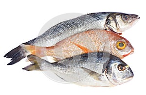 Choise of fresh fish