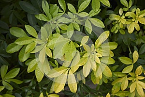 Choisya ternata evergreen shrub