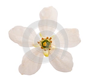 Choisya ternata flower