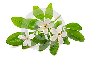 Choisya ternata  kunth