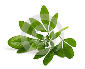 Choisya ternata  kunth