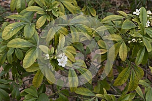 Choisya ternata shrub in bloom