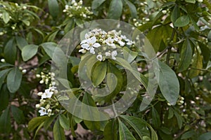 Choisya ternata shrub in bloom