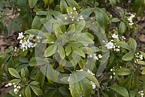 Choisya ternata shrub in bloom