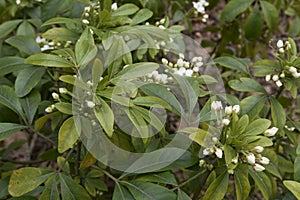 Choisya ternata shrub in bloom