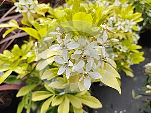 Choisya ternata 'Sundance'