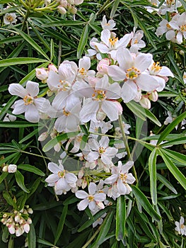 Choisya ternata is widely grown as an ornamental plant.