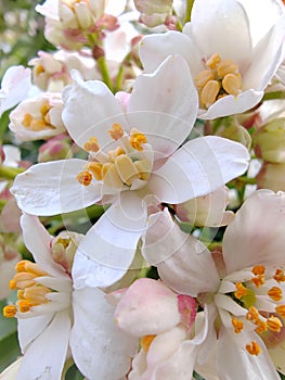 Choisya ternata is widely grown as an ornamental plant.