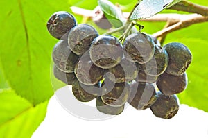 choke-berry Aronia melanocarpa