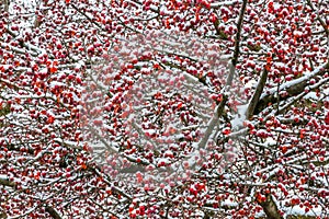 Choke Berry in Snow
