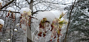 Choke cherry blossom in snow