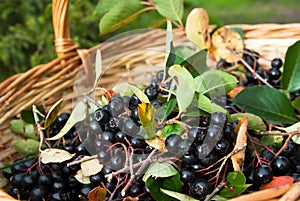 Chokeberries (Aronia) berries in basket