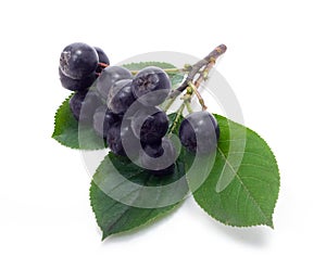 Chokeberry