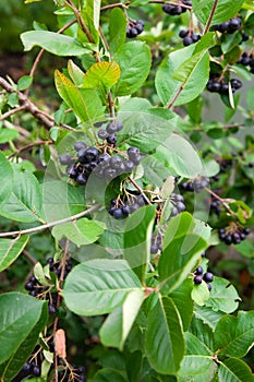 Chokeberry