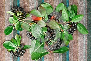 Chokeberry, aronia. Herb for use in alternative medicine, phytotherapy