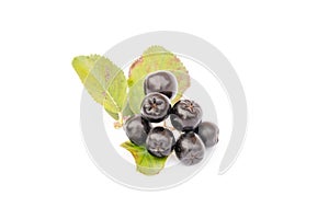 Chokeberry or Aronia Melanocarpa, ripe berry on branch with leaves isolated on white background.