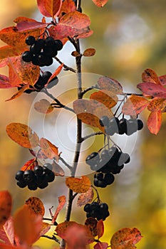 Chokeberry berries ripened in the garden in autumn