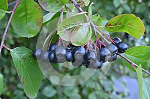 Chokeberry, on a branch in the garden.