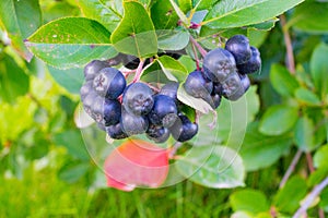 Chokeberry bunch on bush branches