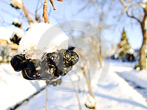 Chokeberry Closeup in the Winter