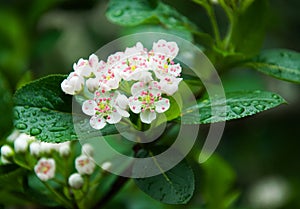 Chokeberry flowers and leaves. Spring macro photo