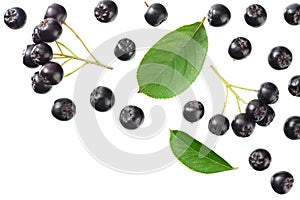 Chokeberry with green leaves isolated on white background. Black aronia. Top view