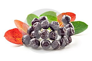 Chokeberry isolated