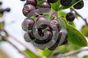 Chokeberry shrub close up. Group of black aronia berries on daylight. Seasonal berries